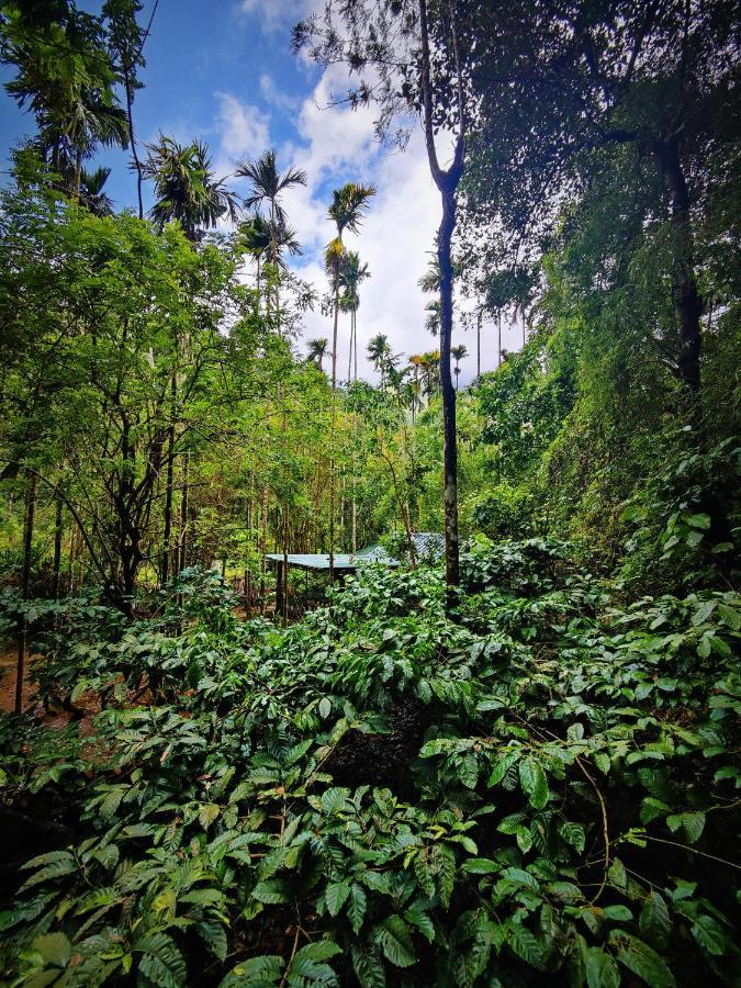 Wooden Cottages Glendale Wayanad Meppādi Exterior foto